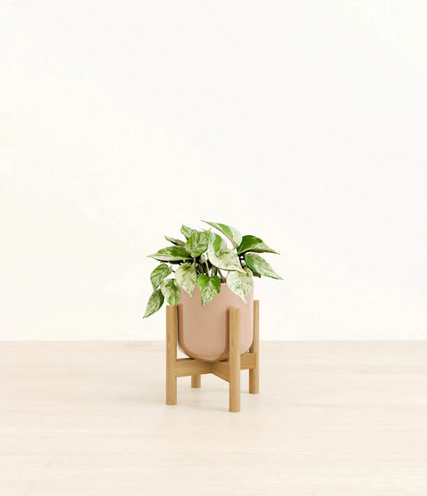 Money Plant Marble