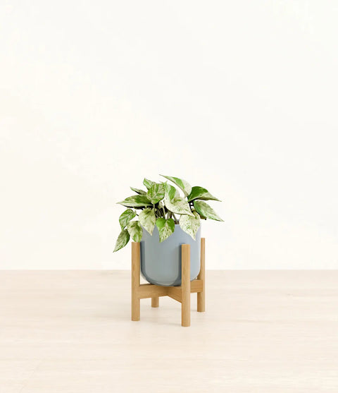 Money Plant Marble
