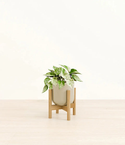Money Plant Marble