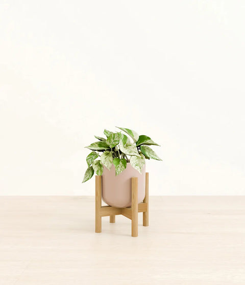 Money Plant Marble