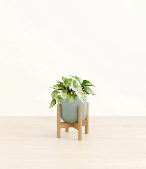 Money Plant Marble