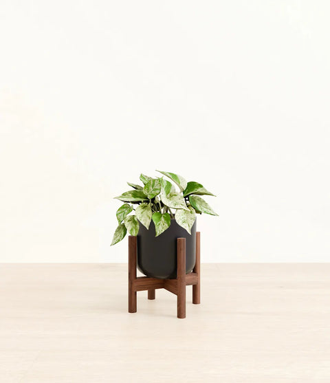 Money Plant Marble