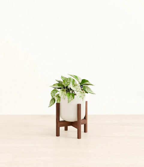 Money Plant Marble