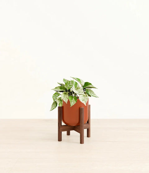 Money Plant Marble