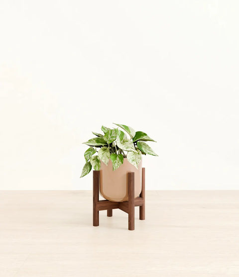 Money Plant Marble