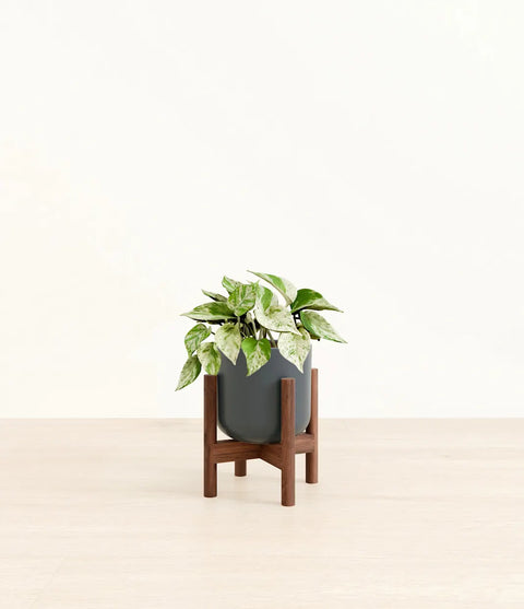 Money Plant Marble