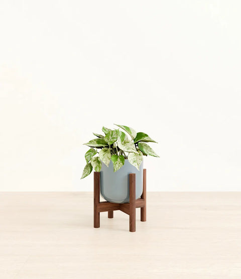 Money Plant Marble