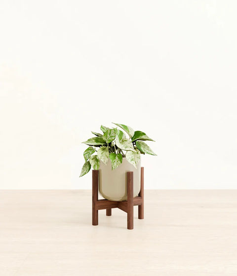 Money Plant Marble
