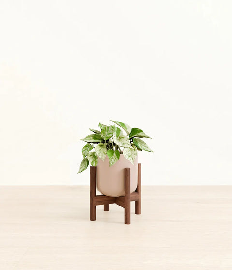 Money Plant Marble