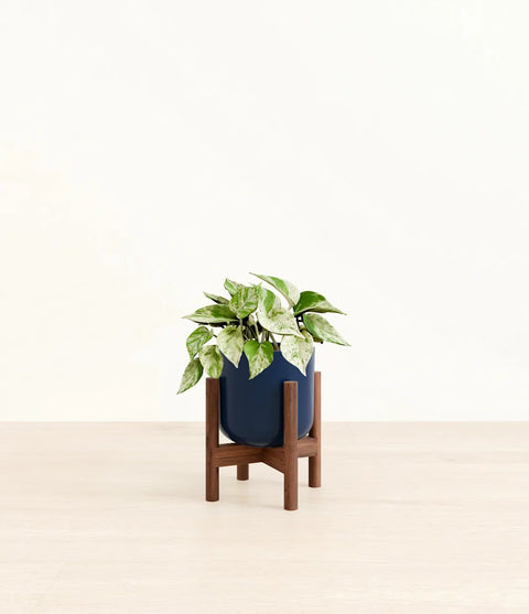 Money Plant Marble
