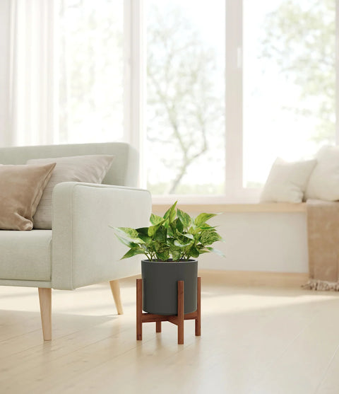 Money Plant Marble