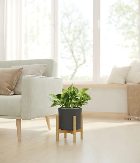 Money Plant Marble