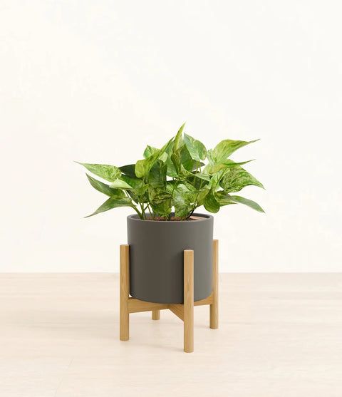Money Plant Marble