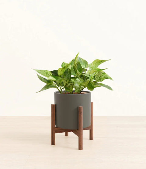 Money Plant Marble