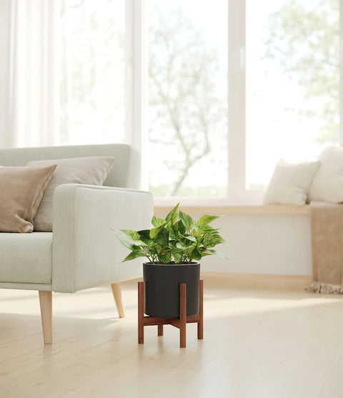 Money Plant Marble