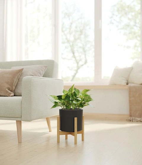 Money Plant Marble