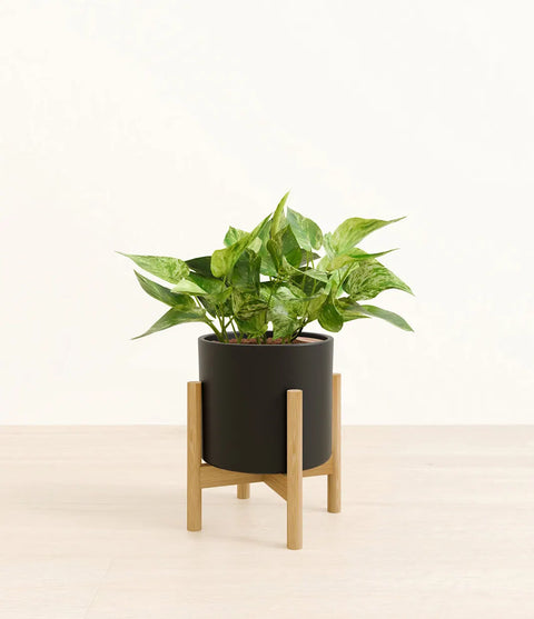 Money Plant Marble