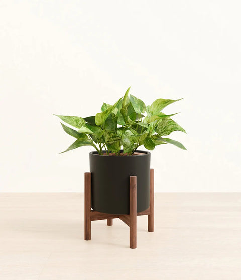 Money Plant Marble