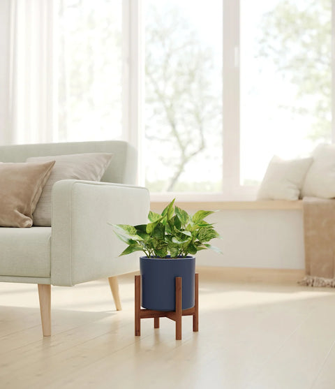 Money Plant Marble