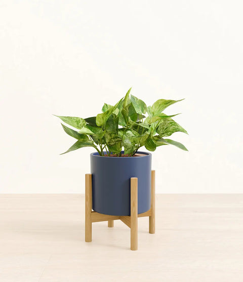 Money Plant Marble