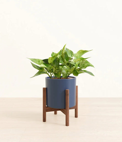 Money Plant Marble