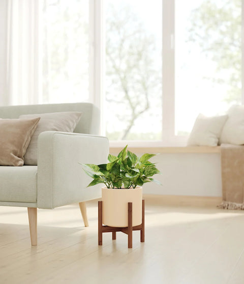 Money Plant Marble