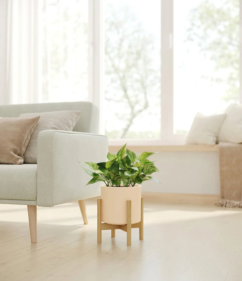 Money Plant Marble