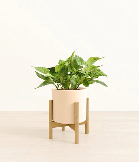Money Plant Marble
