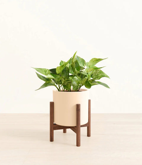 Money Plant Marble