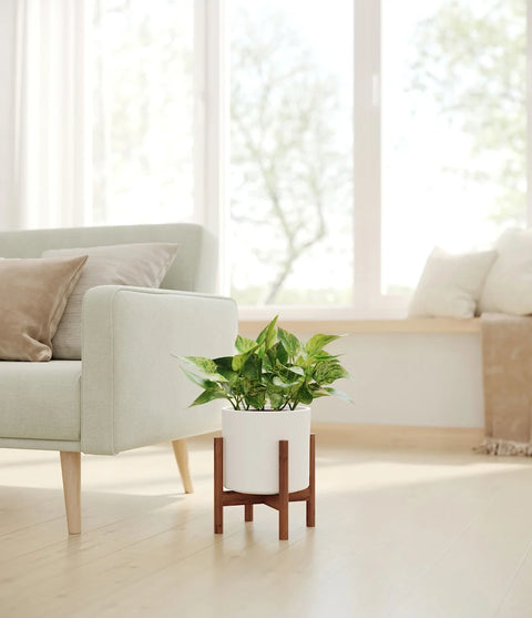 Money Plant Marble