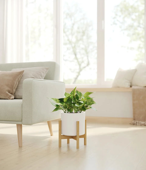 Money Plant Marble