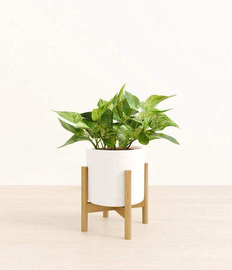 Money Plant Marble