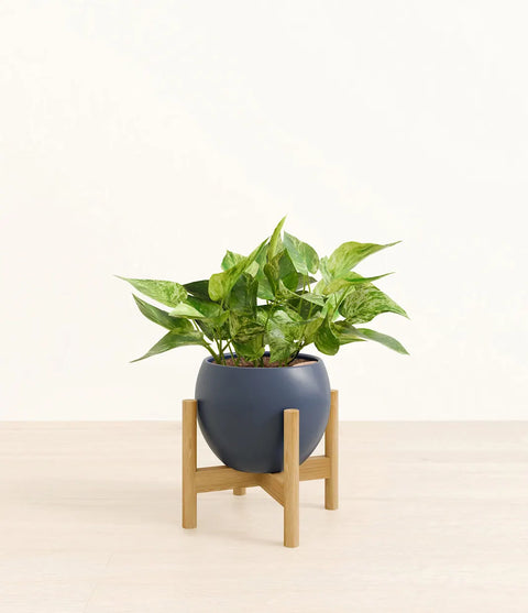 Money Plant Marble