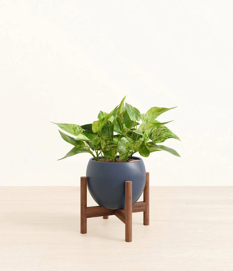 Money Plant Marble