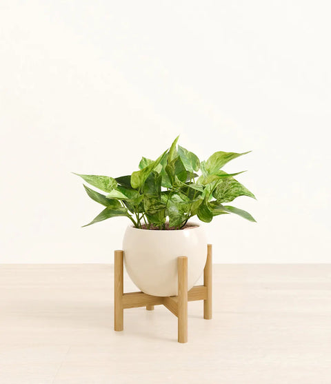 Money Plant Marble