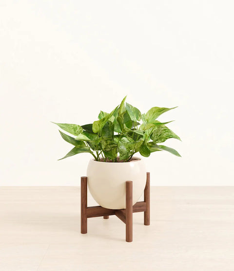 Money Plant Marble