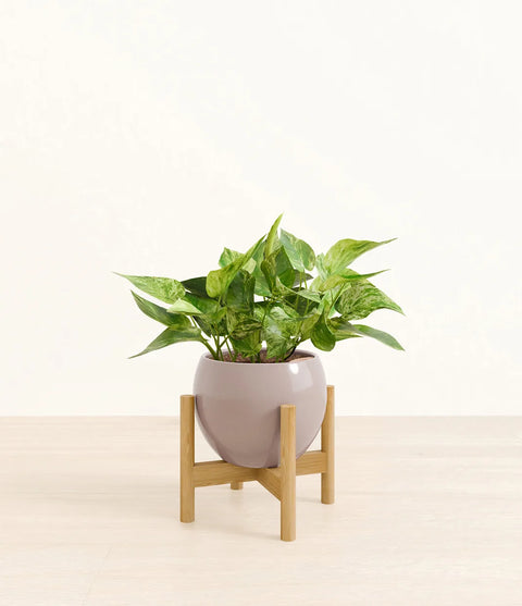 Money Plant Marble