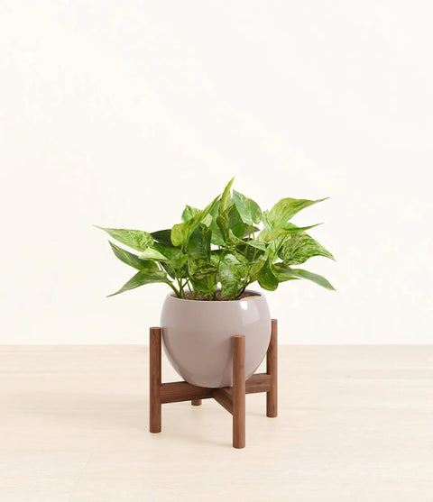 Money Plant Marble