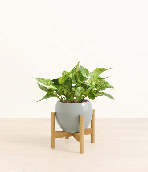 Money Plant Marble