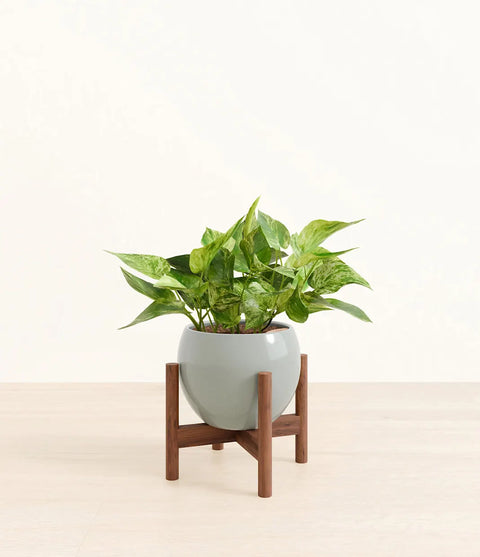 Money Plant Marble