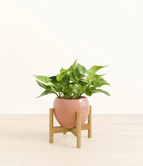 Money Plant Marble