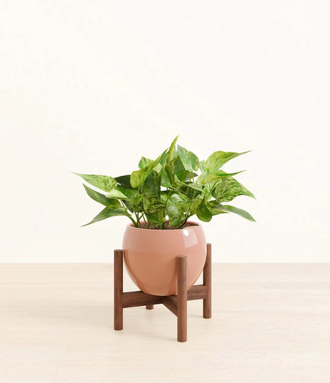 Money Plant Marble