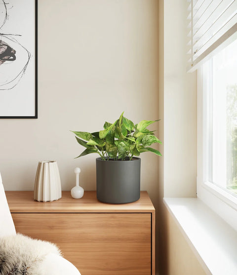 Money Plant Marble