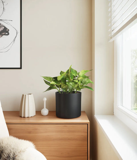 Money Plant Marble
