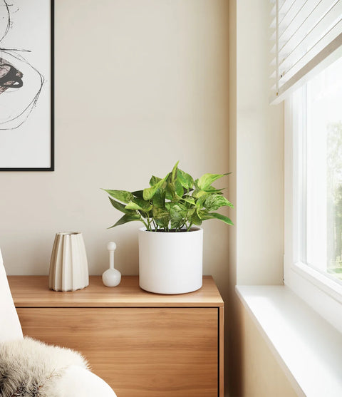 Money Plant Marble