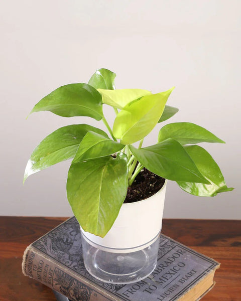 Money Plant Golden