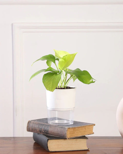Money Plant Golden