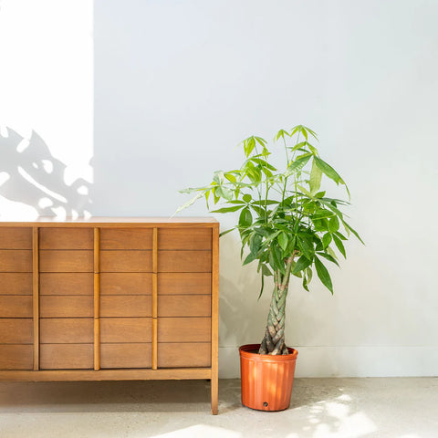 Money Tree