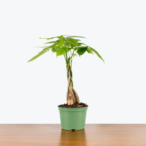 Money Tree