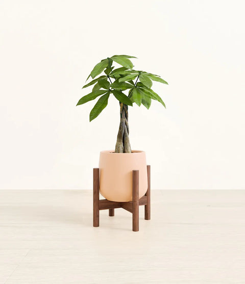 Money Tree
